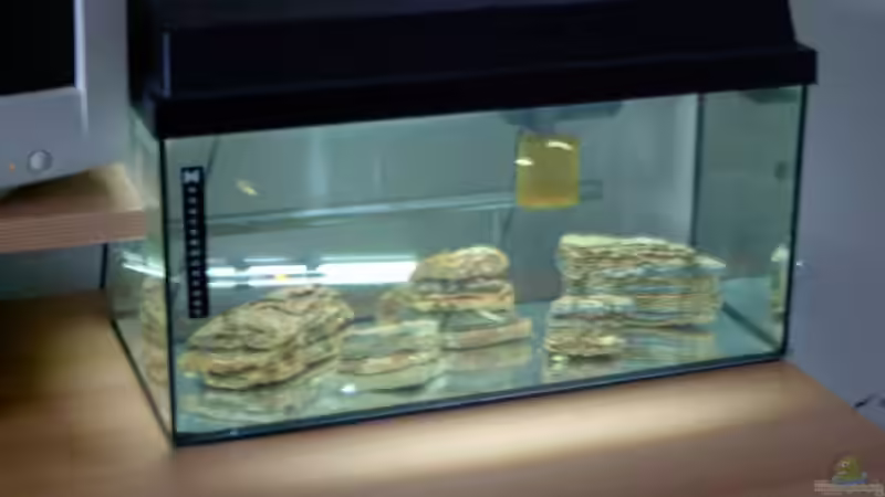 Besatz im Aquarium Becken 492 von Christian Poser (13)