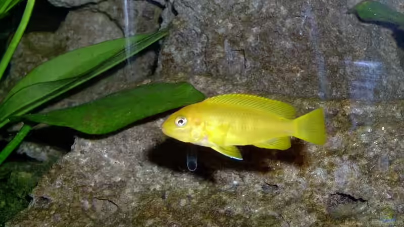 Besatz im Aquarium Becken 492 von Christian Poser (7)