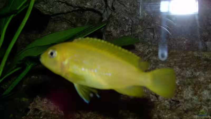 Besatz im Aquarium Becken 492 von Christian Poser (8)