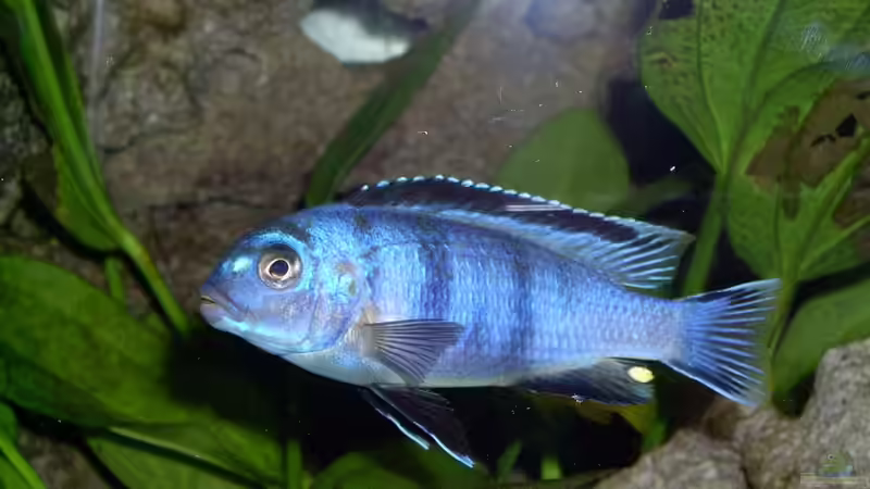 Besatz im Aquarium Becken 492 von Christian Poser (9)