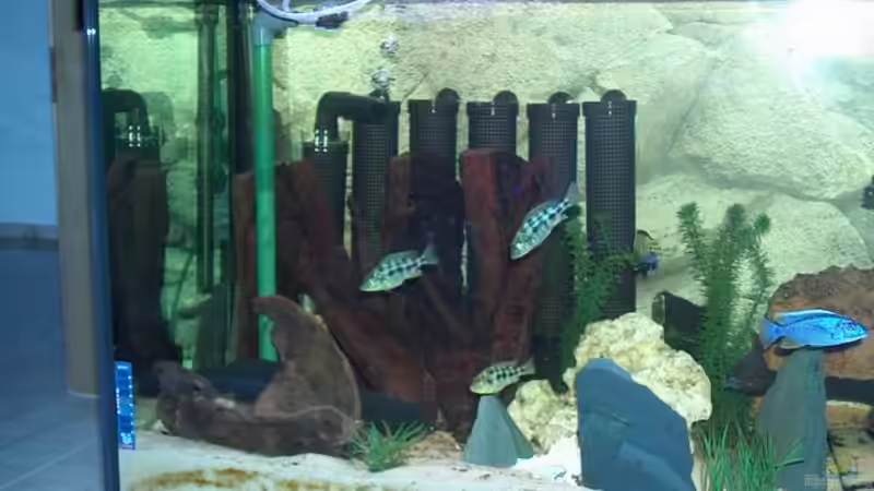 Besatz im Aquarium Becken 493 von Manuel und Horst Greul (10)