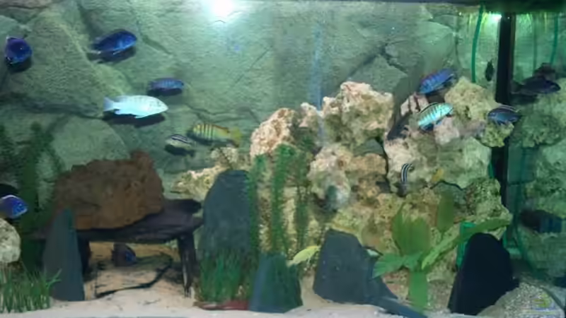 Besatz im Aquarium Becken 493 von Manuel und Horst Greul (11)