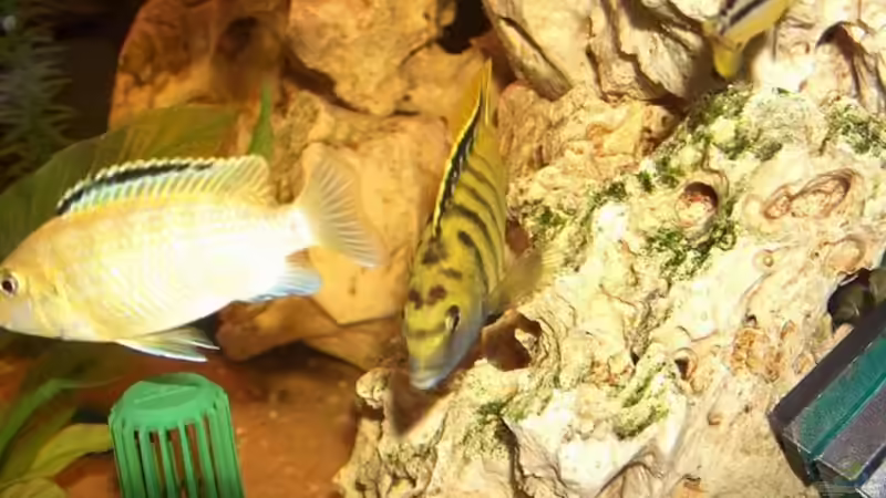 Besatz im Aquarium Becken 493 von Manuel und Horst Greul (5)