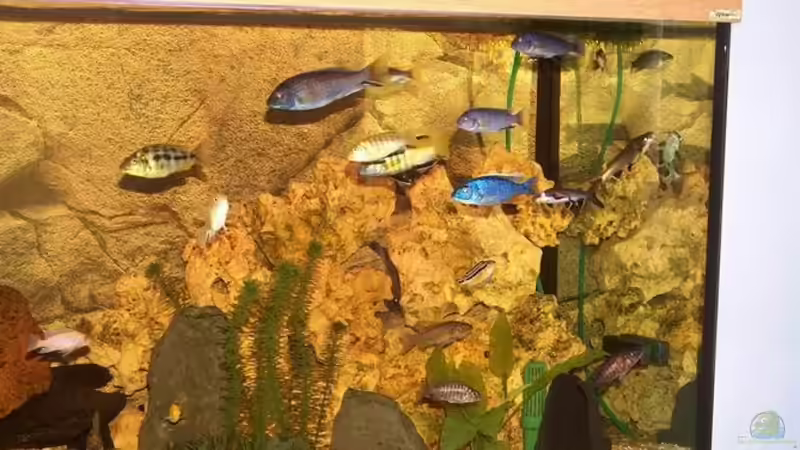 Besatz im Aquarium Becken 493 von Manuel und Horst Greul (9)