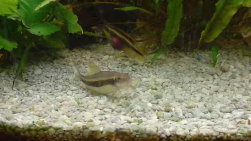 Besatz im Aquarium Becken 4932 von Matthias Ulrich (4)