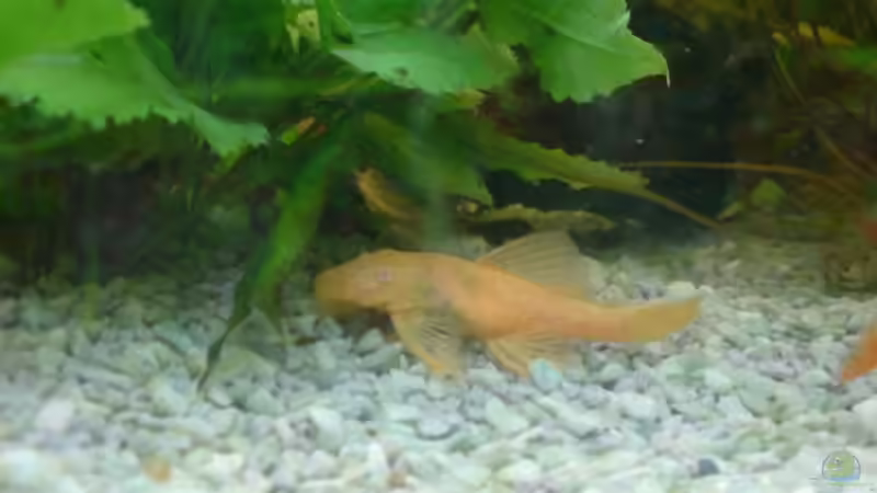 Besatz im Aquarium Becken 4932 von Matthias Ulrich (5)