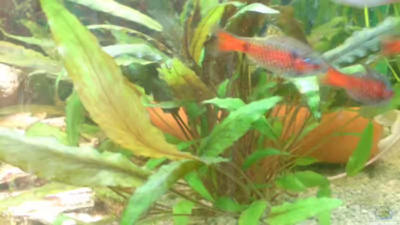 Besatz im Aquarium Becken 4932 von Matthias Ulrich (6)