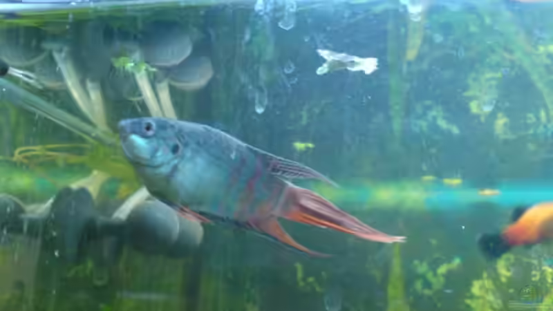 Besatz im Aquarium Becken 4932 von Matthias Ulrich (7)