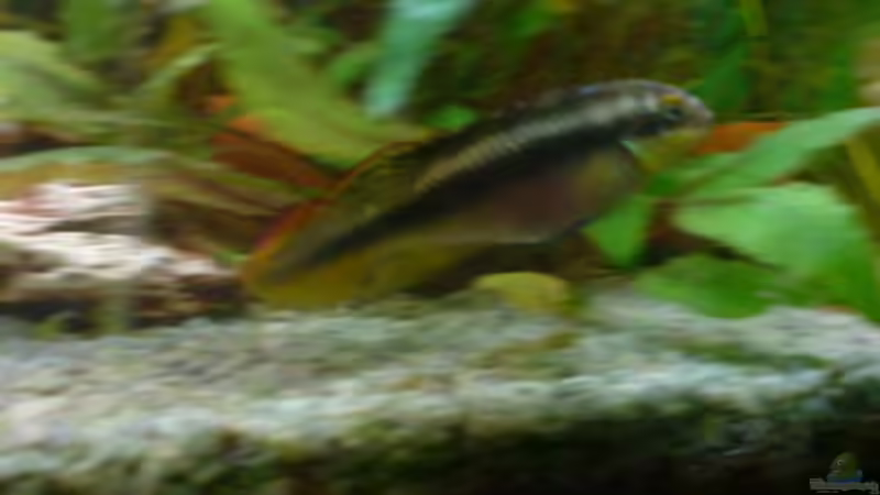 Besatz im Aquarium Becken 4932 von Matthias Ulrich (8)