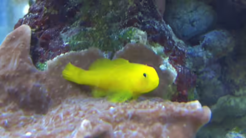 Besatz im Aquarium Becken 4934 von Hendrik Hartwig (18)