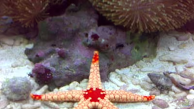 Besatz im Aquarium Becken 4934 von Hendrik Hartwig (19)