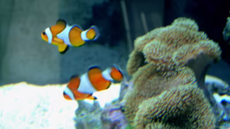 Besatz im Aquarium Becken 4934 von Hendrik Hartwig (20)