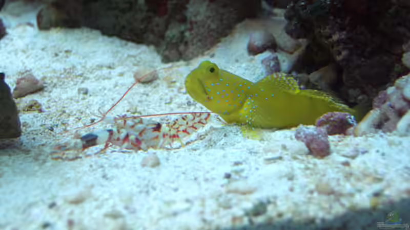 Besatz im Aquarium Becken 4934 von Hendrik Hartwig (21)