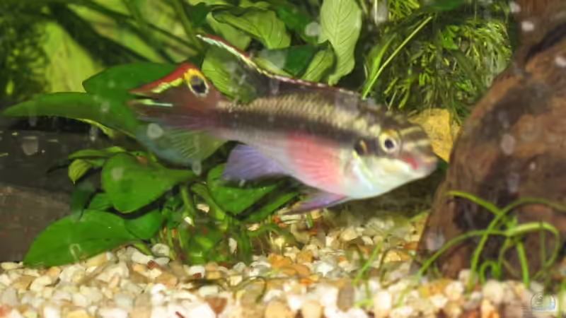 Besatz im Aquarium Becken 4935 von Benni Gulden (3)