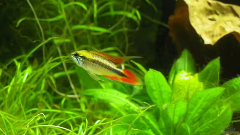 Besatz im Aquarium Becken 4947 von Monique Martin (2)