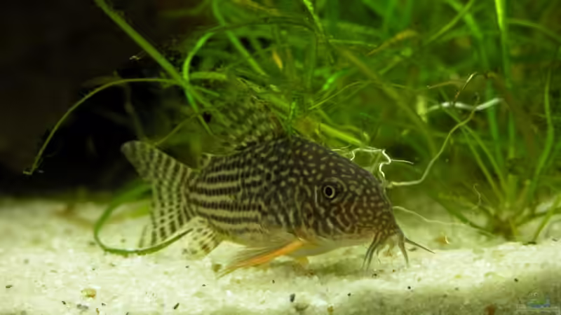 Besatz im Aquarium Becken 4947 von Monique Martin (3)