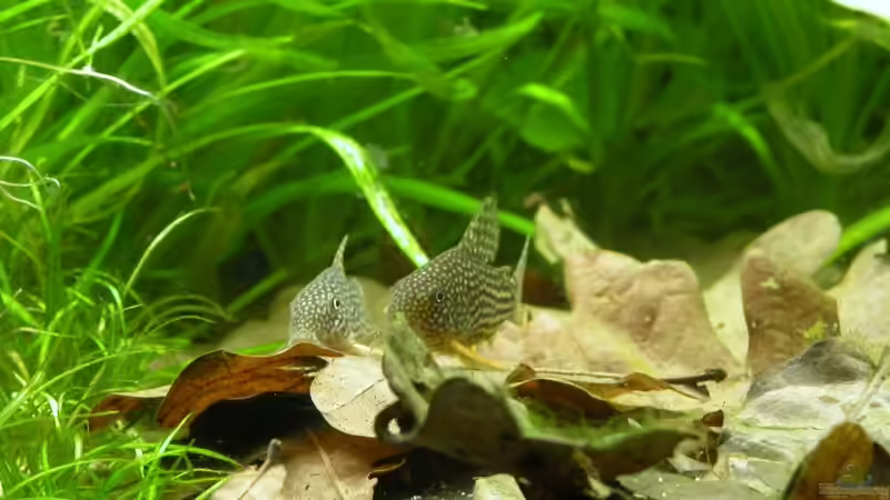 Besatz im Aquarium Becken 4947 von Monique Martin (4)