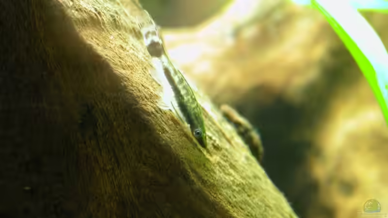 Besatz im Aquarium Becken 4947 von Monique Martin (5)