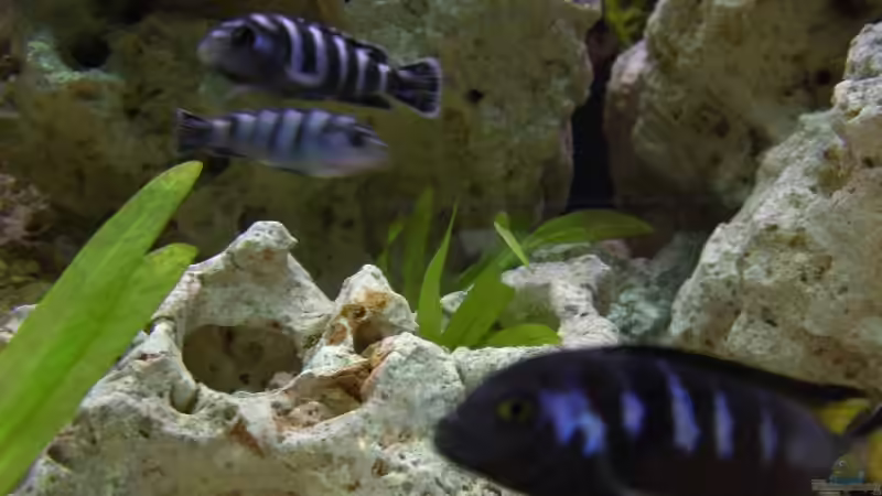 Besatz im Aquarium Becken 4948 von Stefan Großmann (11)