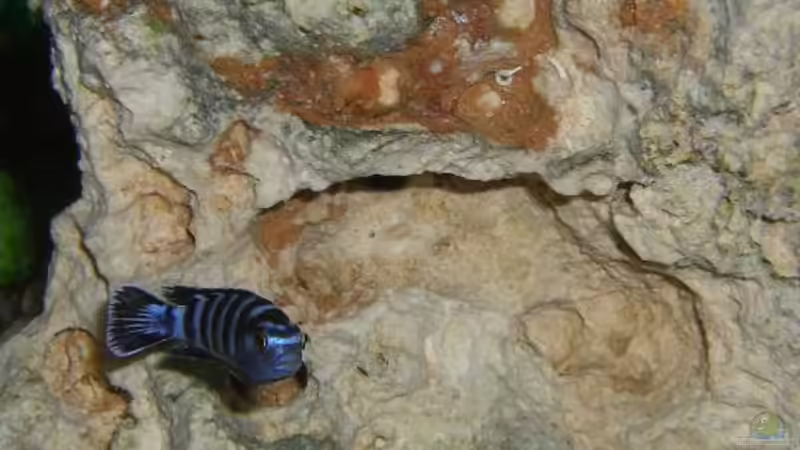 Besatz im Aquarium Becken 4948 von Stefan Großmann (12)