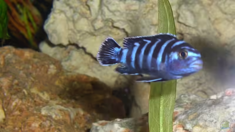 Besatz im Aquarium Becken 4948 von Stefan Großmann (13)
