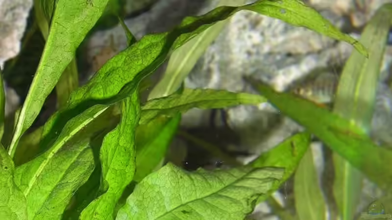 Besatz im Aquarium Becken 4948 von Stefan Großmann (15)