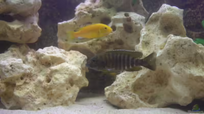 Besatz im Aquarium Becken 4958 von Oliver Günzl (11)