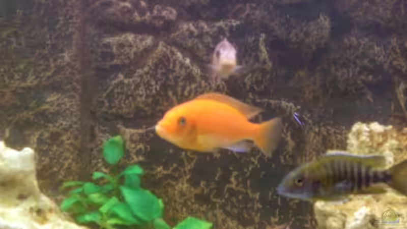 Besatz im Aquarium Becken 4958 von Oliver Günzl (5)