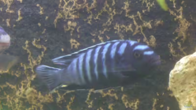 Besatz im Aquarium Becken 4958 von Oliver Günzl (6)