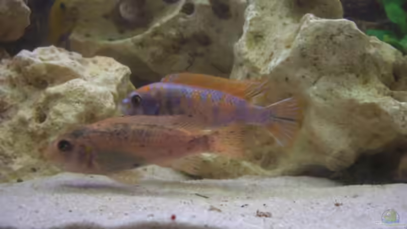 Besatz im Aquarium Becken 4958 von Oliver Günzl (7)