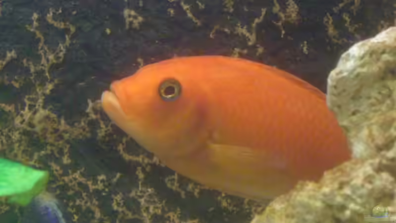 Besatz im Aquarium Becken 4958 von Oliver Günzl (8)