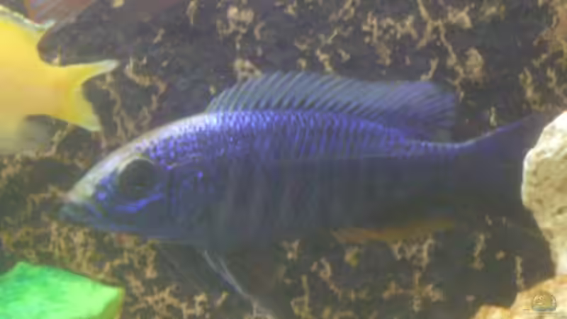 Besatz im Aquarium Becken 4958 von Oliver Günzl (9)