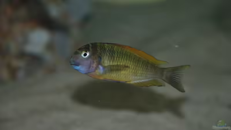 Besatz im Aquarium Becken 496 von Marcus Schneider (2)