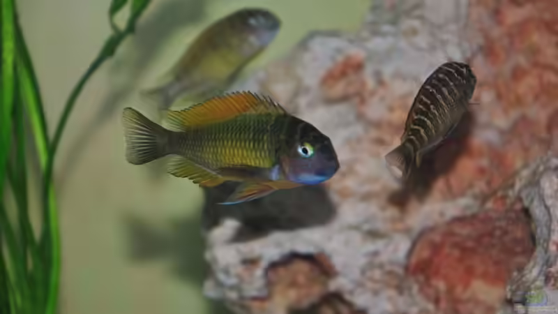 Besatz im Aquarium Becken 496 von Marcus Schneider (3)