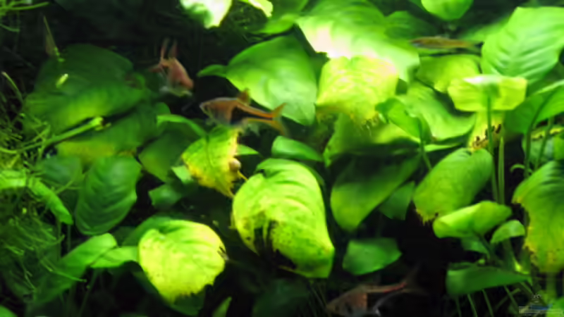 Besatz im Aquarium Becken 4978 von Kocki (12)