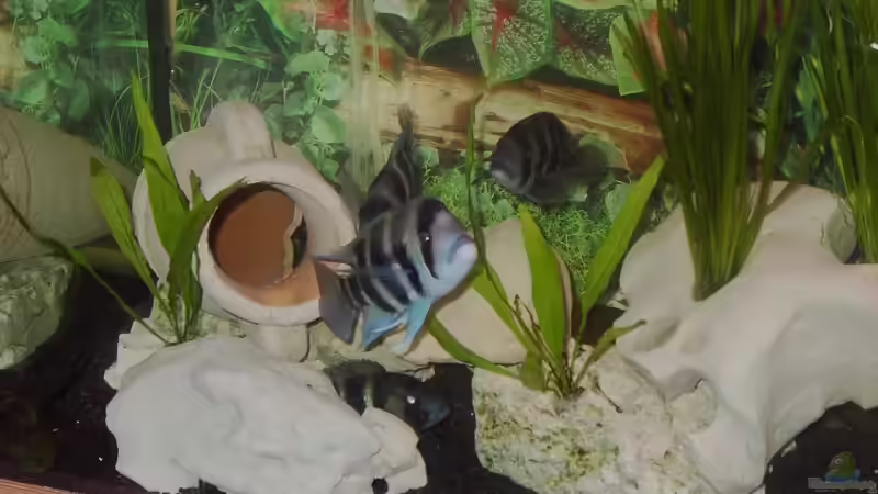 Besatz im Aquarium Becken 4983 von Michael Wentzel (6)