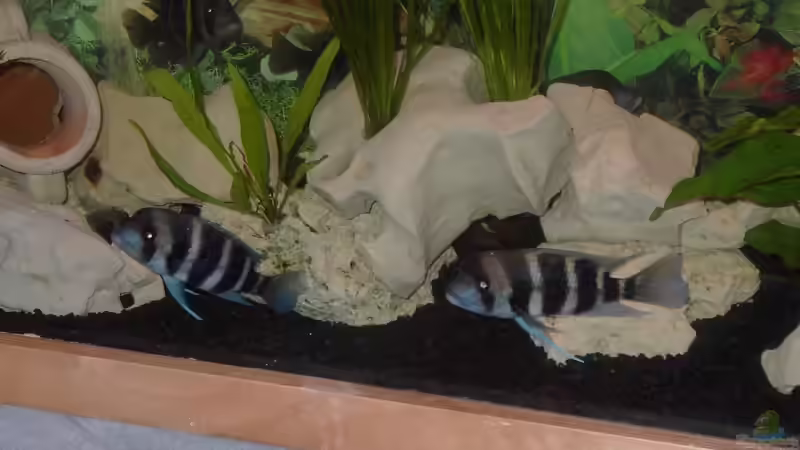 Besatz im Aquarium Becken 4983 von Michael Wentzel (7)