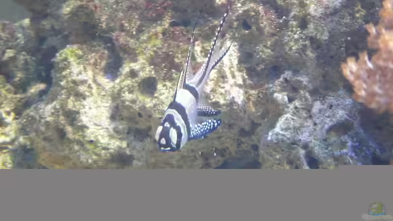 Besatz im Aquarium Becken 4987 von Marcel Fischer (21)