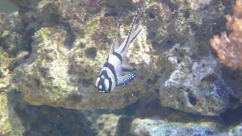 Besatz im Aquarium Becken 4987 von Marcel Fischer (22)