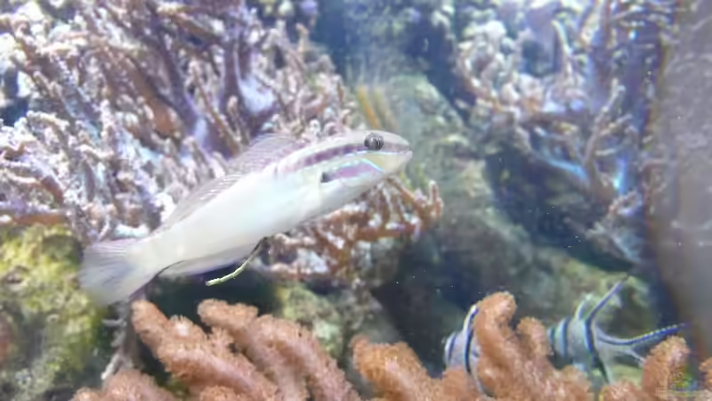 Besatz im Aquarium Becken 4987 von Marcel Fischer (23)