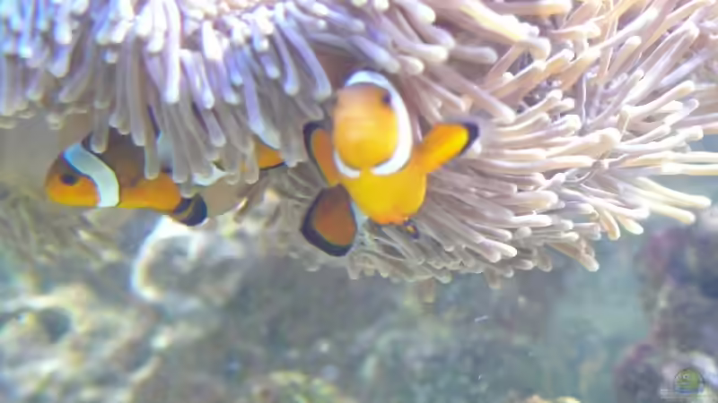 Besatz im Aquarium Becken 4987 von Marcel Fischer (24)