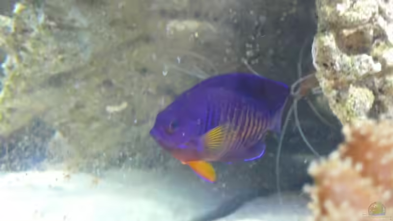 Besatz im Aquarium Becken 4987 von Marcel Fischer (25)