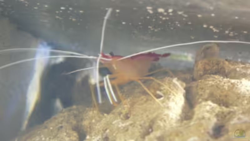 Besatz im Aquarium Becken 4987 von Marcel Fischer (26)