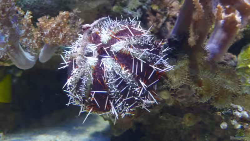Besatz im Aquarium Becken 4987 von Marcel Fischer (27)