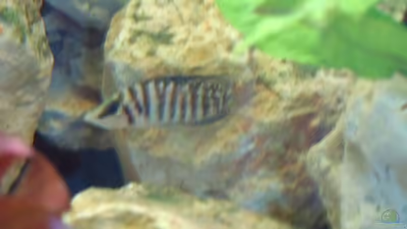 Besatz im Aquarium Becken 4991 von Kerstin Gade (10)