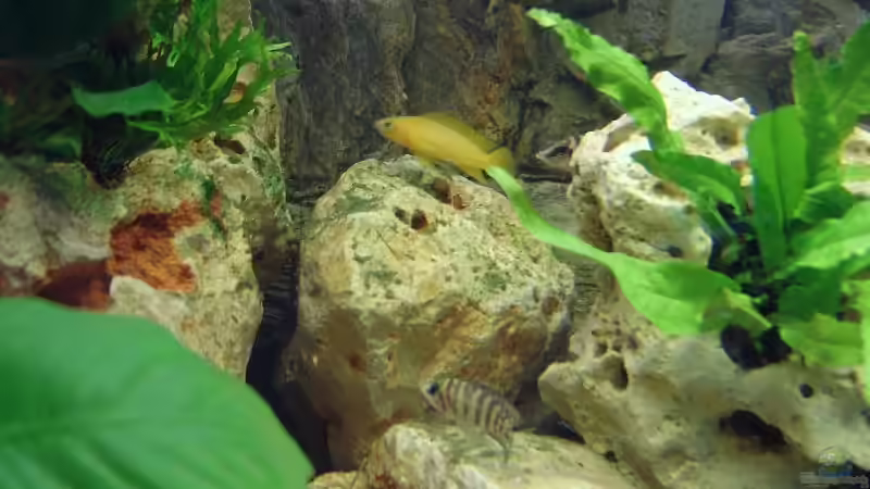 Besatz im Aquarium Becken 4991 von Kerstin Gade (6)