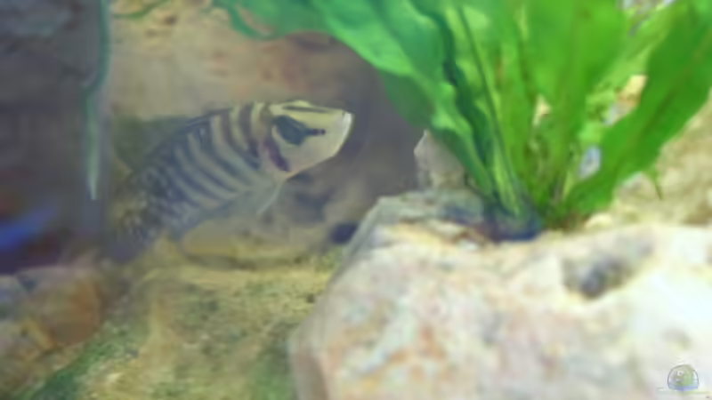 Besatz im Aquarium Becken 4991 von Kerstin Gade (7)