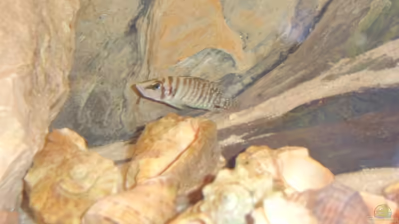 Besatz im Aquarium Becken 4991 von Kerstin Gade (8)