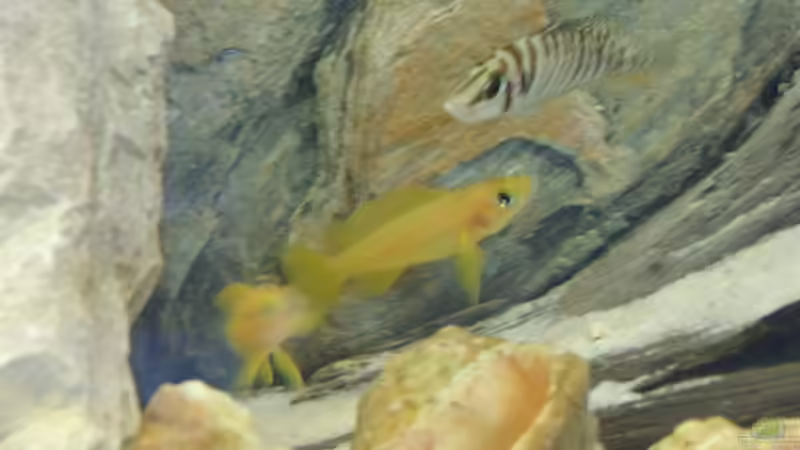 Besatz im Aquarium Becken 4991 von Kerstin Gade (9)