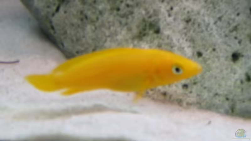 Besatz im Aquarium Becken 4996 von Erik Colditz (14)